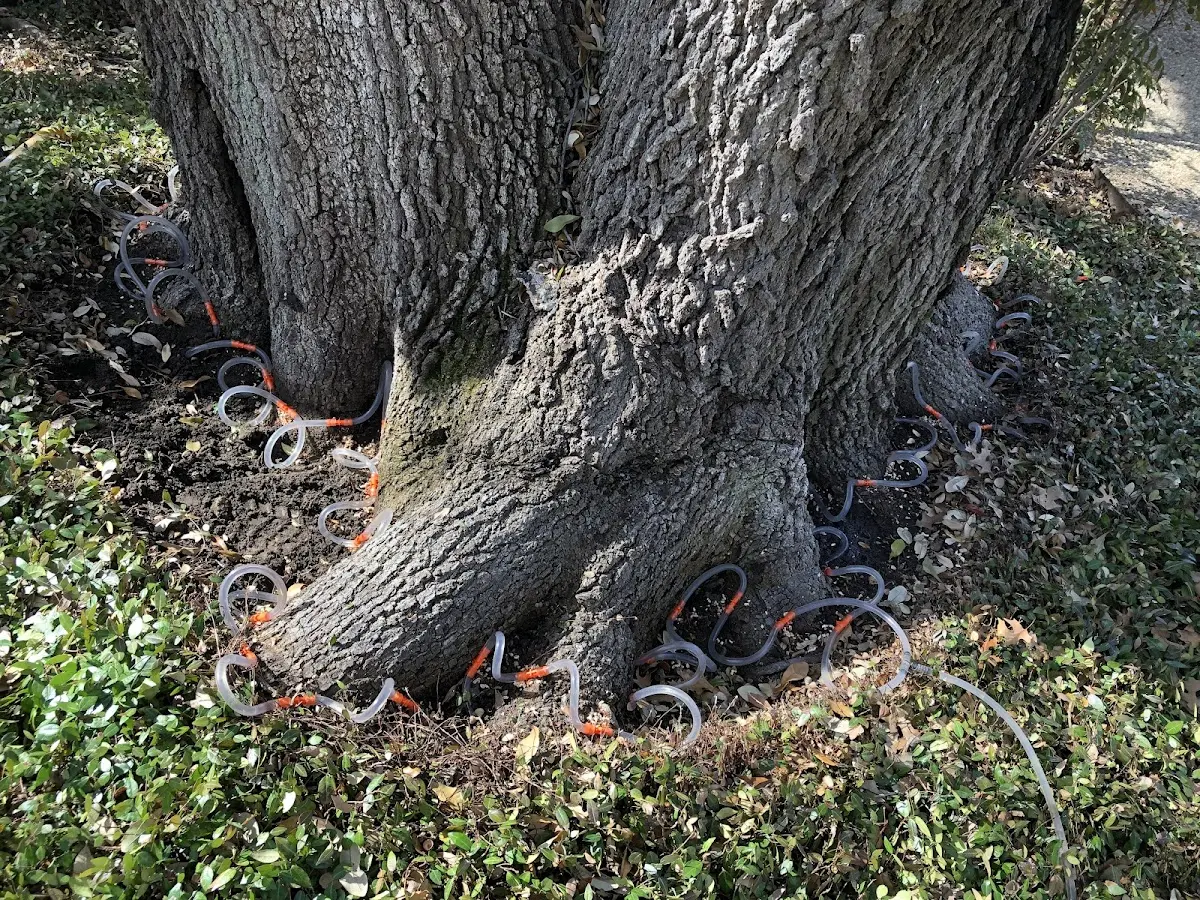 Detailed Tree Cabling and Bracing job site in Lerona