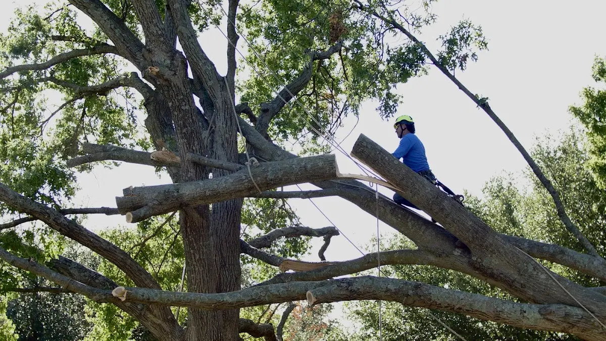 Professional Crown Thinning performed by certified arborists in Lerona