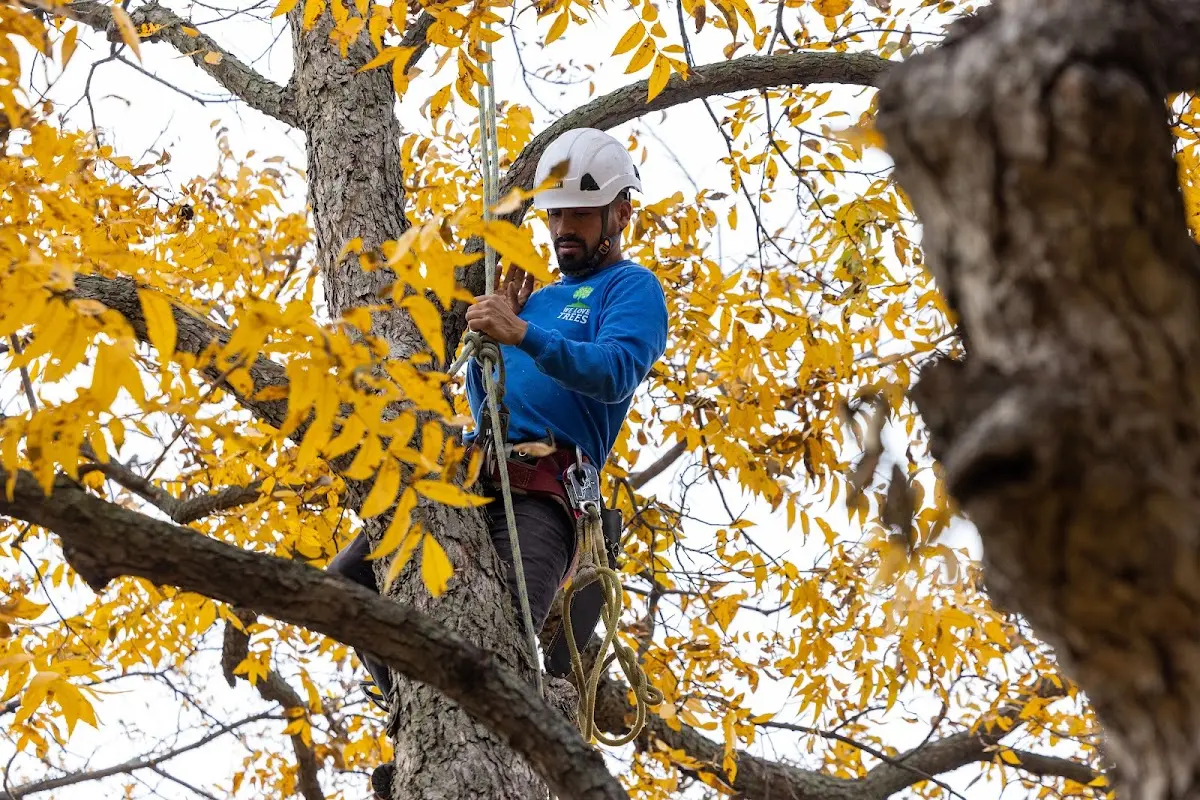 Skilled Tree Trimming crew working in Lerona